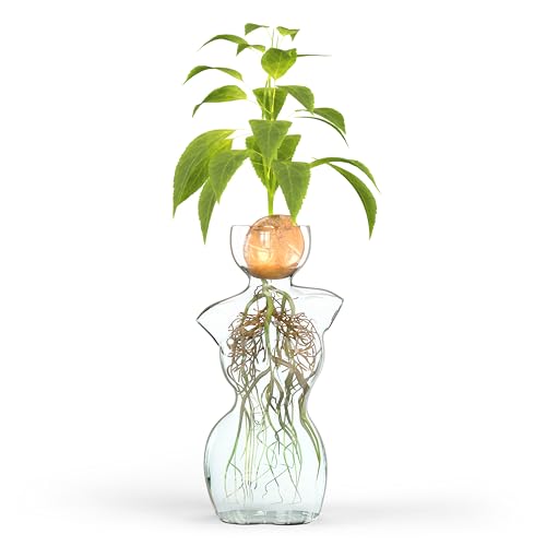 Glass Vase for Flowers